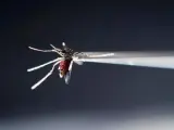 Mosquito Aedes aegypti zika