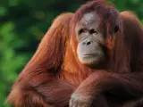 Orangutana Victoria