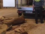 Ciervos cazados ilegalmente.