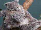 Imagen de archivo de un koala y su cría.