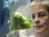 Un experto analiza muestras de un pepino en un laboratorio de la oficina estatal para la seguridad agrícola y alimentaria de Mecklenburg-Vorpommern, en Rostock (Alemania), en una imagen de archivo de 2011.