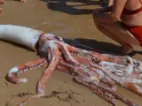 Imagen del calamar gigante encontrado en la playa de Llanes.