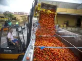 Un operario carga tomates en un contenedor de la Cooperativa de La Llosa (Castellón), que serán trasladados a Buñol para que este miércoles se celebre la 72 edición de la Tomatina.