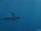 WWF alerta de que el pez espada del Mediterráneo se encuentra "al borde del colapso"