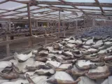 ONGs piden a los 51 países de ICCAT que prevengan el aleteo y limiten las capturas de tiburones y pez espada