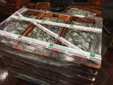 Inspección Pesquera decomisa 660 kilos de pulpo sin etiquetado en un establecimiento de Isla Cristina