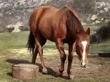 ONG alertan sobre "el incierto destino" de cientos de caballos que corren el riesgo de ser abandonados