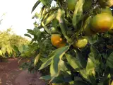 Las Corts instan a defender al sector citrícola tras el acuerdo de la UE con África