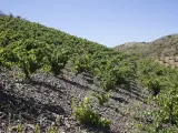 El vino malagueño Botani, elegido como uno de los tres mejores del año por el crítico Robert Parker