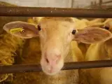 Algunos ejemplares de los rebaños de ovejas y cabras son capaces de restringir la producción del lentivirus