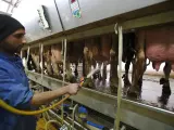 Las vacas de Cisjordania, una fuente inestimable para producir electricidad