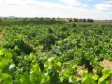 Gobierno C-LM inyecta 2,7 millones en el sector del viñedo por transformar cerca de mil nuevas hectáreas en la región