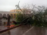 Vista de un árbol caído en las calles de la ciudad de Remedios, en el centro de Cuba, durante el paso del huracán Irma.