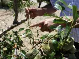 La tormenta de granizo deja importantes daños en unas 6.000 hectáreas de cultivos de Caravaca