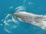 La temporada de ballenas finaliza con 200 avistamientos en el litoral catalán