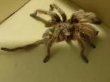 Tarantula encontrada en los jardines de una comunidad en Almería