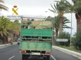 El Seprona denuncia al conductor de un camión en Gran Canaria por transportar hacinadas 39 cabras y ovejas