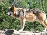 Los ganaderos tienen "un enfado mayúsculo" por la iniciativa del Congreso para proteger al lobo en toda España
