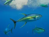 Las ONG proponen establecer tallas mínimas, aumentar las áreas protegidas y otras medidas para acabar con la sobrepesca