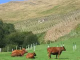 El Gobierno establece medidas extraordinarias contra la brucelosis bovina en Cantabria