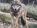 Descienden en un 7% los ataques de lobo a la ganadería al Sur del Duero por primera vez desde 2008
