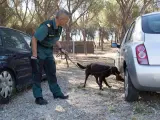 Un guardia civil enseña a Turco, un labrador retriever, a localizar drogas escondidas en vehículos. El entrenamiento se realiza en uno de los recintos de ensayo de la Escuela de Adiestramiento.
