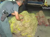 La Guardia Civil se incauta de más de 1.200 kilos de pescado inmaduro y bivalvos vivos