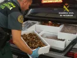 La Guardia Civil interviene 144 kilos de alevines de diferentes especies