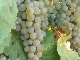 Los viñedos de la mitad sur de España sufrirán más los efectos adversos del cambio climático y los del norte mejorarán