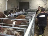 Diputación de Bizkaia se incauta de 36 cabezas de ganado equino en Basauri tras apreciar diversas irregularidades