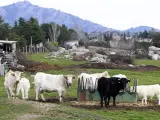 El Ayuntamiento vende la 130 vacas que eran propiedad municipal tras una expropiación