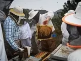 Los apicultores malagueños añaden a su oferta formativa un curso de análisis sensorial de mieles
