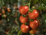 La Unión de Extremadura denunciará a las industrias transformadoras de tomate por "prácticas anticompetitivas"