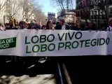 Madrid acoge la movilización para pedir que el lobo ibérico esté protegido totalmente por ley en toda España