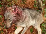 ONG ambientales exigirán el sábado desde Atocha a Sol la protección del lobo ibérico y evitar matanzas