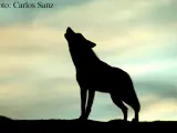 Ingenieros de Montes defienden al lobo como riqueza natural a mantener pero con control y ayudas justas a ganaderos