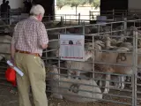 La Diputación de Badajoz subasta 172 cabezas de ganado ovino de pura raza merina
