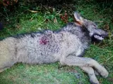 Más de 150 organizaciones marcharán a favor del lobo ibérico mañana en Madrid