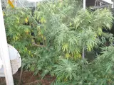 La Guardia Civil desmanteló 453 plantaciones de cannabis durante 2015