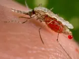 El olor a pollo aleja al mosquito que transmite la malaria, según un estudio