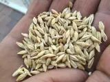 UPA denuncia que el precio de los cereales hunde la rentabilidad de las explotaciones cerealistas