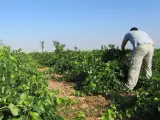 Agricultura amplia al 25 de agosto el plazo para solicitar ayudas a la creación de empresas por jóvenes agricultores