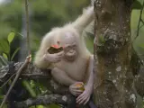 La orangután albina Alba come sobre la rama de un árbol en el Centro de Rehabilitación de Orangutanes de Nyaru Menteng, en Kalimatan (Indonesia). Alba, que fue rescatada de una jaula en abril en Indonesia, vivirá en una zona de selva acotada y protegida de al menos cinco hectáreas, debido a los riesgos ligados a su condición.