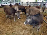 El presidente de la Diputación de Huesca incide en una reforma de la PAC para garantizar la ganadería