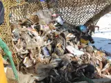 Un total de 160 barcos de arrastre del Mediterráneo limpian el mar de basura que después se recicla en hilo y tejidos