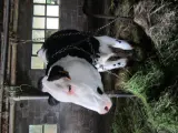 COAG se queja de la "falta de información" sobre las ayudas a los ganaderos que reduzcan su producción lechera