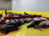 Dos pesqueros de bandera francesa son retenidos en puerto de Pasaia por no declarar sus capturas de atún rojo