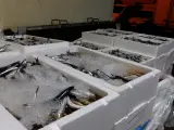 La Inspección Pesquera de la Junta decomisa 5,7 toneladas de pescado y marisco en Mercamálaga