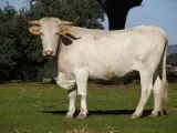 La vaca Blanca Cacereña está reconocido como raza cien por cien autóctona