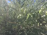 Comienza la campaña de tratamiento fitosanitario contra la mosca del olivo en la comarca de Ibores-Villuercas